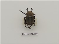 藏品(台灣角金龜)的圖片